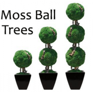 Triple Moss Ball Preserved Topiary